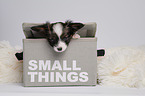 Papillon Puppy