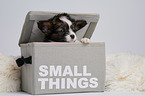 Papillon Puppy