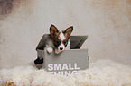 Papillon Puppy