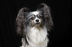Papillon Portrait