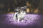 female Papillon