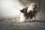 male Papillon