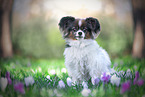 Papillon in spring
