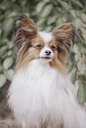 Papillon in summer