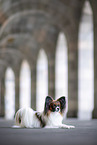 adult Papillon