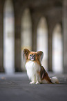 adult Papillon