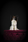 adult Papillon