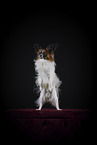 adult Papillon