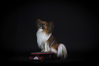 adult Papillon