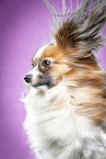 Papillon in Studio