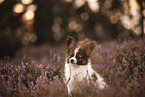 young Papillon