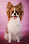 Papillon