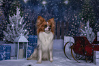 male Papillon