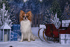 male Papillon