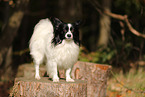 Papillon