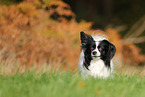 Papillon