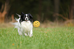 Papillon