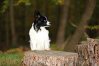 Papillon