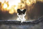 Papillon