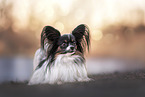 Papillon
