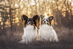 Papillon