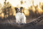 Papillon