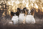 Papillon