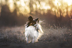 Papillon