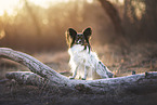 Papillon