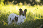red-and-white Papillon