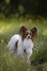 red-and-white Papillon