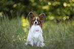 red-and-white Papillon
