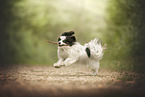 Papillon