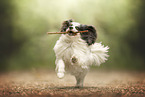 Papillon