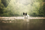 Papillon