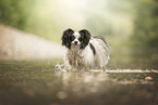 Papillon