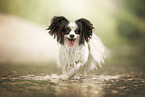 Papillon
