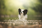 Papillon