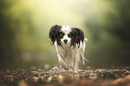 Papillon