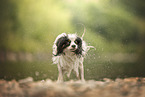 Papillon