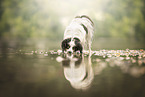 Papillon