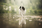 Papillon