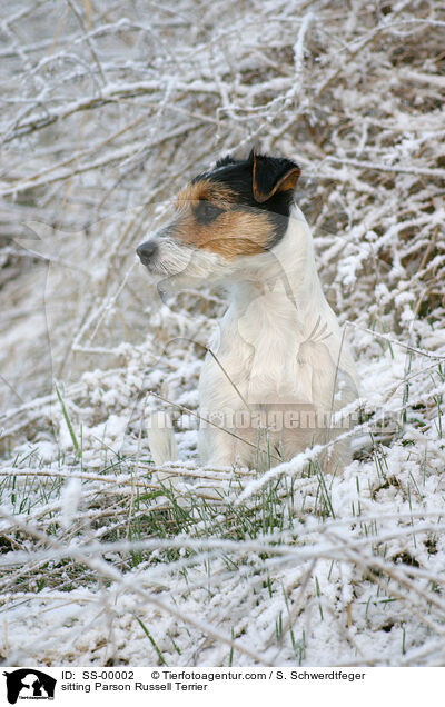 sitzender Parson Russell Terrier / sitting Parson Russell Terrier / SS-00002