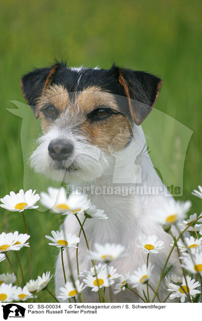Parson Russell Terrier Portrait / Parson Russell Terrier Portrait / SS-00034