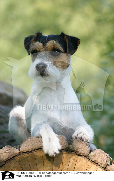 lying Parson Russell Terrier / SS-00061