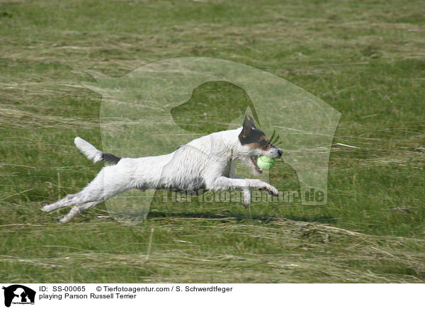 spielender Parson Russell Terrier / playing Parson Russell Terrier / SS-00065