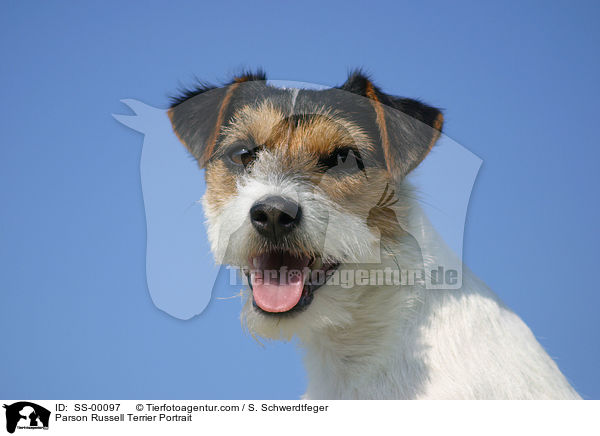 Parson Russell Terrier Portrait / Parson Russell Terrier Portrait / SS-00097