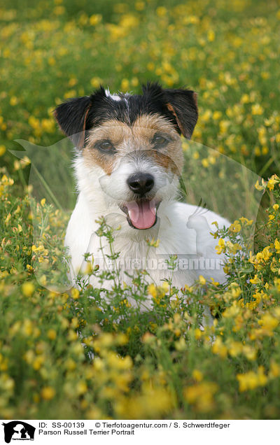 Parson Russell Terrier Portrait / Parson Russell Terrier Portrait / SS-00139