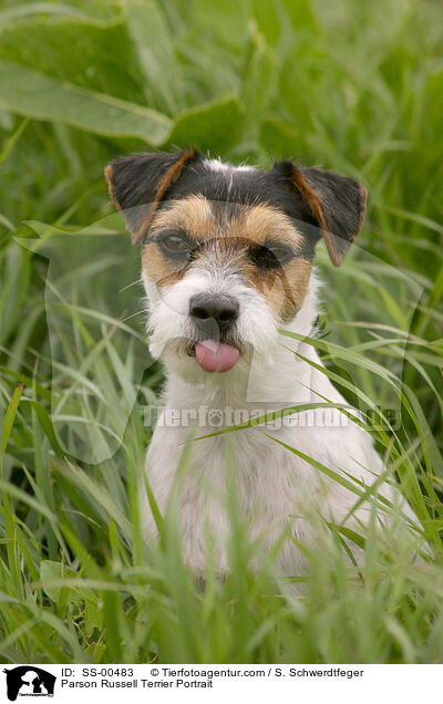 Parson Russell Terrier Portrait / Parson Russell Terrier Portrait / SS-00483