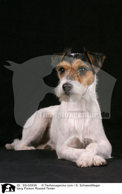 liegender Parson Russell Terrier / lying Parson Russell Terrier / SS-00936